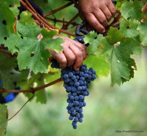 Grapes 12 Grapes (12)