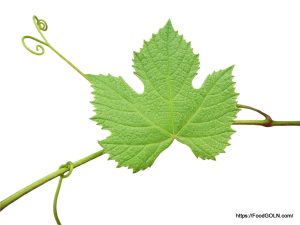 Grapes 19 Grapes (19)