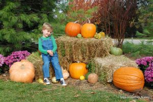 Pumpkin 14 Pumpkin (14)