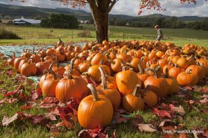 Pumpkin 4 Pumpkin (4)