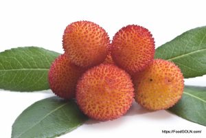 Red Bayberry of Arbutus 2 Red Bayberry of Arbutus (2)