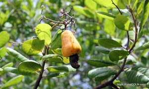 কাজু বাদাম [ Cashew Nuts ]