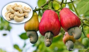 কাজু বাদাম [ Cashew Nuts ]