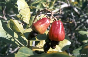 কাজু বাদাম [ Cashew Nuts ]