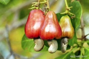 কাজু বাদাম [ Cashew Nuts ]