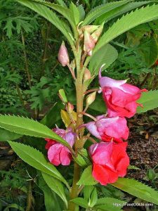 দোপাটি ফুল [ Impatiens balsamina ]