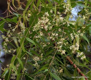 নিম Azadirachta indica flowers leaves নিম, Azadirachta indica, flowers & leaves