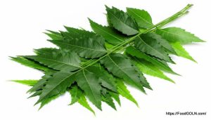 নিম Neem Azadirachta indica 10 নিম, Neem, Azadirachta indica (10)