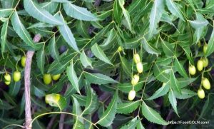 নিম [ Neem, Azadirachta indica ]