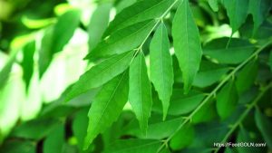 নিম Neem Azadirachta indica 12 নিম, Neem, Azadirachta indica (12)