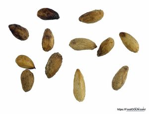 নিম Neem Azadirachta indica 14 নিম, Neem, Azadirachta indica (14)