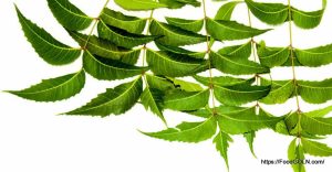 নিম Neem Azadirachta indica 3 নিম, Neem, Azadirachta indica (3)