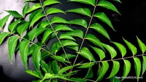 নিম Neem Azadirachta indica 4 নিম, Neem, Azadirachta indica (4)