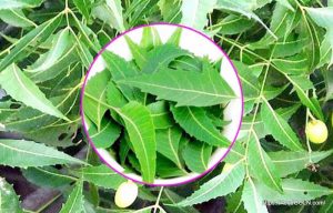 নিম Neem Azadirachta indica 5 নিম, Neem, Azadirachta indica (5)