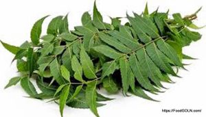 নিম Neem Azadirachta indica 6 নিম, Neem, Azadirachta indica (6)