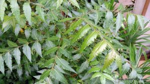 নিম Neem Azadirachta indica 7 নিম, Neem, Azadirachta indica (7)
