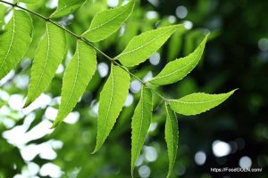 নিম Neem Azadirachta indica 8 নিম, Neem, Azadirachta indica (8)