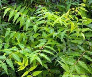 নিম Neem Azadirachta indica 9 নিম, Neem, Azadirachta indica (9)