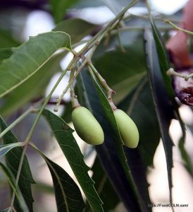 নিম গাছে ফল Unripe Neem fruits নিম গাছে ফল, Unripe Neem fruits