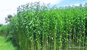 পাটের ক্ষেত [ Jute Field ]