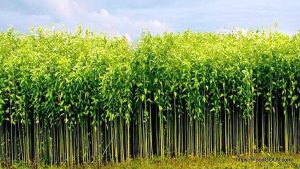 পাটের ক্ষেত [ Jute Field ]