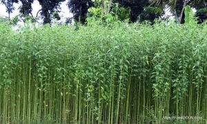 পাটের ক্ষেত [ Jute Field ]
