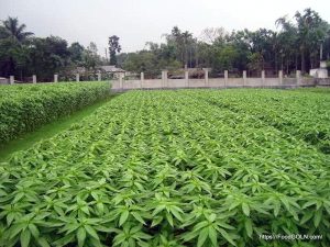 পাটের ক্ষেত [ Jute Field ]