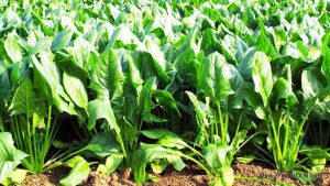 পালং শাক [ Palong Shak, Spinacia Oleracea ]