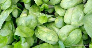 পালং শাক [ Palong Shak, Spinacia Oleracea ]