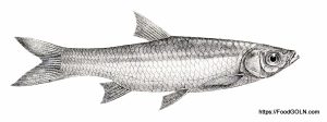 Along এলং Bengal Barb Megarasbora elenga Along, এলং, Bengal Barb, Megarasbora elenga