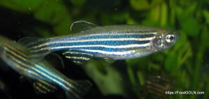 Anju আনজু Zebrafish Danio rerio Anju, আনজু, Zebrafish, Danio rerio