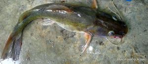 Artamim আইড় আরটামিম আড় Long whiskered catfish Sperata aor Artamim, আইড়, আরটামিম, আড়, Long-whiskered catfish, Sperata aor