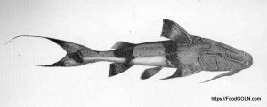 Bagair বাগাইর বাঘাইর Dwarf goonch Bagarius bagarius Bagair, বাগাইর, বাঘাইর, Dwarf goonch, Bagarius bagarius