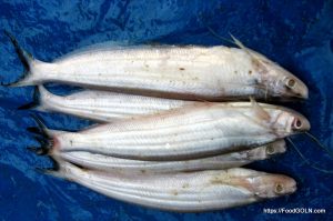 Bansh pata Debari বাঁশপাতা দেবারি Bengal danio Sind danio Devario devario 3 Bansh pata, Debari, বাঁশপাতা, দেবারি, Bengal danio, Sind danio, Devario devario 3