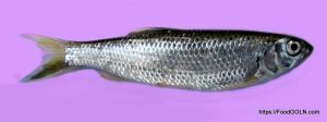 Barali বারালি বোরালি Barred baril Barilius barila Barali, বারালি, বোরালি, Barred baril, Barilius barila