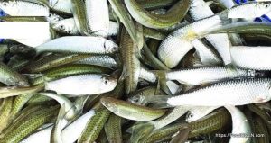 Batasi বাতাসি Indian Batasi Neotropius atherinoides 11 Batasi, বাতাসি, Indian Batasi, Neotropius atherinoides 11