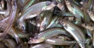 Batasi বাতাসি Indian Batasi Neotropius atherinoides 12 Batasi, বাতাসি, Indian Batasi, Neotropius atherinoides 12