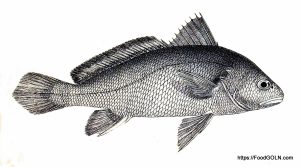 Bhola Bhetki ভোলা ভেটকি Jewfish Nibea soldado Bhola Bhetki, ভোলা ভেটকি, Jewfish, Nibea soldado
