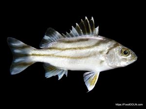 Borguni বোরগুনি Jarbua terapon Terapon jarbua 1 Borguni, বোরগুনি, Jarbua terapon, Terapon jarbua 1