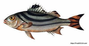 Borguni বোরগুনি Jarbua terapon Terapon jarbua 2 Borguni, বোরগুনি, Jarbua terapon, Terapon jarbua 2