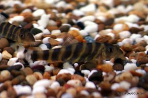 Bou Rani বৌমাছ রানি Bengal loach Botia dario Bou, Rani, বৌমাছ, রানি, Bengal loach, Botia dario
