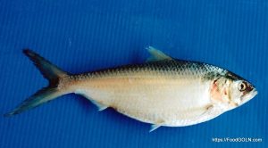 Chandan Ilish চন্দনা চন্দন ইলিশ Toli shad Tenualosa toli 1 Chandan Ilish, চন্দনা, চন্দন ইলিশ, Toli shad, Tenualosa toli 1