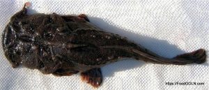 Cheka চেকা Squarehead Catfish Chaca chaca Cheka, চেকা, Squarehead Catfish, Chaca chaca