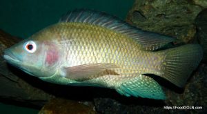 Telapia তেলাপিয়া Indian Tilapia Oreochromis mossambicus Telapia, তেলাপিয়া, Indian Tilapia, Oreochromis mossambicus