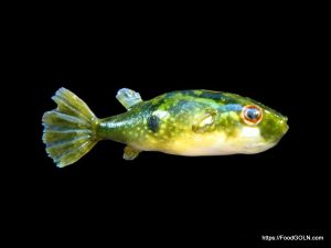 Tepa ট্যাঁপা Ocellated pufferfish Tetraodon cutcutia Tepa, ট্যাঁপা, Ocellated pufferfish, Tetraodon cutcutia
