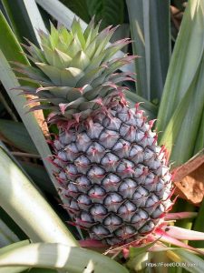 আনারস [ Pineapple ]
