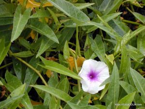কলমি শাক Ipomoea aquatica 1 কলমি শাক, Ipomoea aquatica