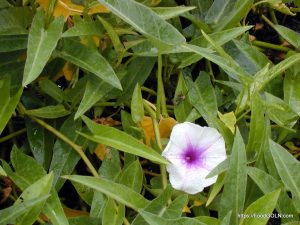 কলমি শাক Ipomoea aquatica কলমি শাক, Ipomoea aquatica