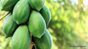 কাঁচা পেঁপে [ Raw Papaya ]