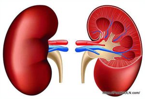 কিডনি রোগীর খাবার Food of kidney patient 10 কিডনি রোগীর খাবার, Food of kidney patient (10)